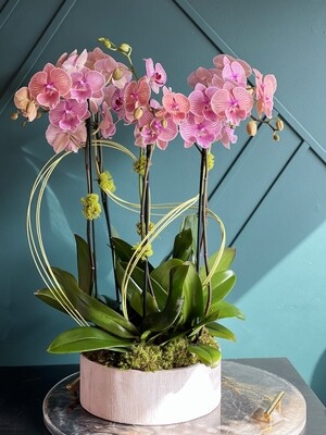 Orchids Plants Design