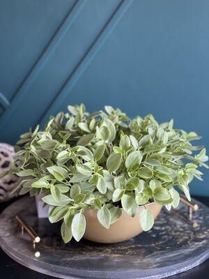 Baby rubber plant. Radiator plants ( Peperomia)