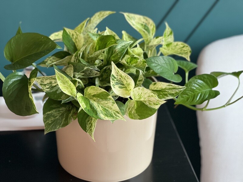 Golden Pothos