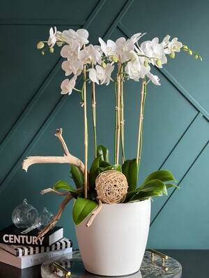 TALL ORCHIDS  DESIGN