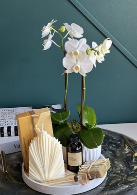 Gift set with orchids plants