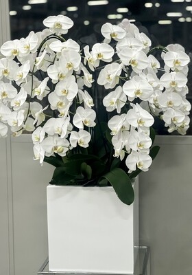 Orchids Perfection | Design In White Ceramic Pot