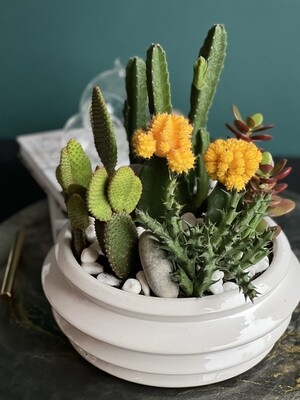 My Cactus Garden