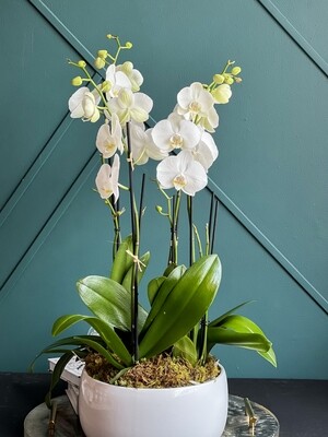 4 Orchids Plants Design