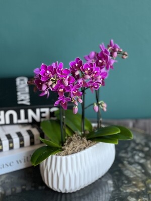 Mini Orchids Plants In Ceramic Vase - Orchids Set