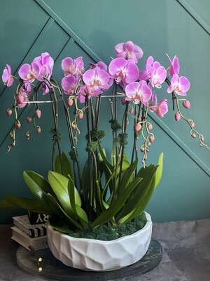 Large Orchids Plants Design In White Ceramic Pot