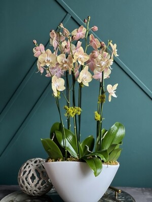 3 Medium Orchids Plants Design