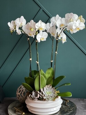 Orchids Plants & Succulents Design Orchids Plants & Succulents Design