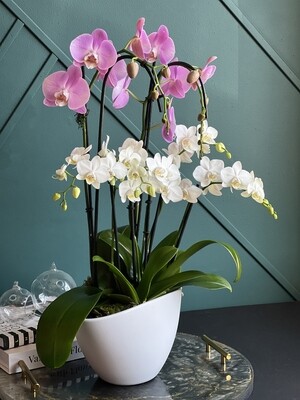 Orchids mix