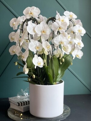Waterfall Orchids Design
