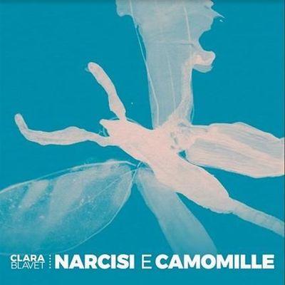 CLARA BLAVET - Narcisi E Camomille