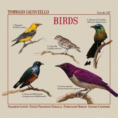 TOMMASO IACOVIELLO – Birds