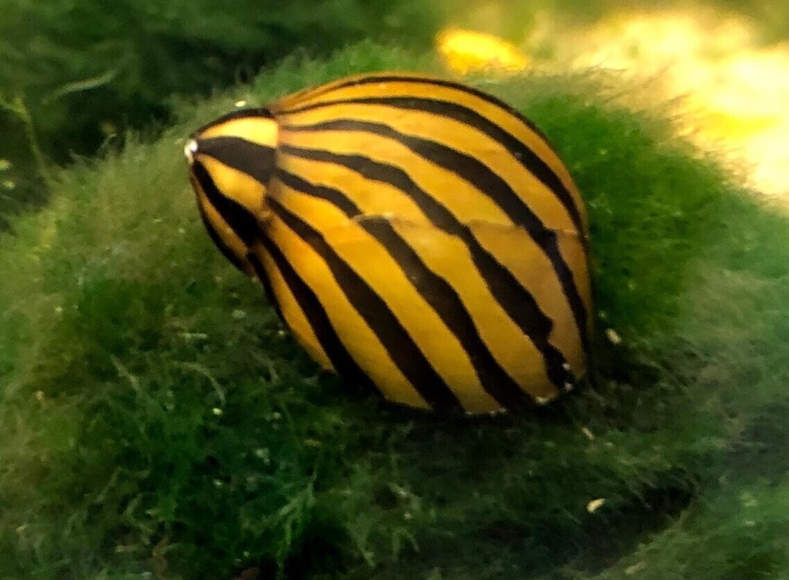 Zebra Rennschnecken