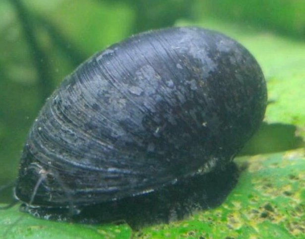 Napfschnecken- Stahlhelmschnecke