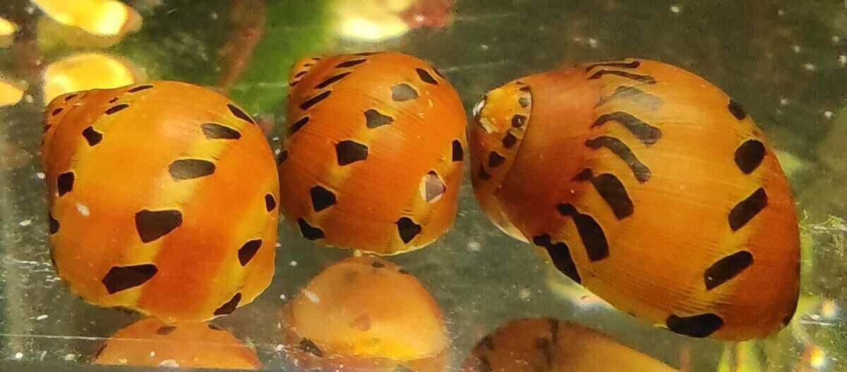 Orange Track Rennschnecke - Neritina turrita