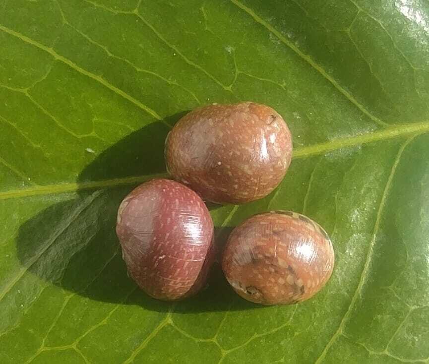 Pink Lady Schnecke - Clithon sowerbianum