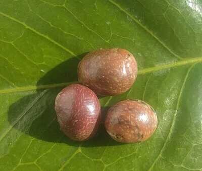 Pink Lady Schnecke - Clithon sowerbianum