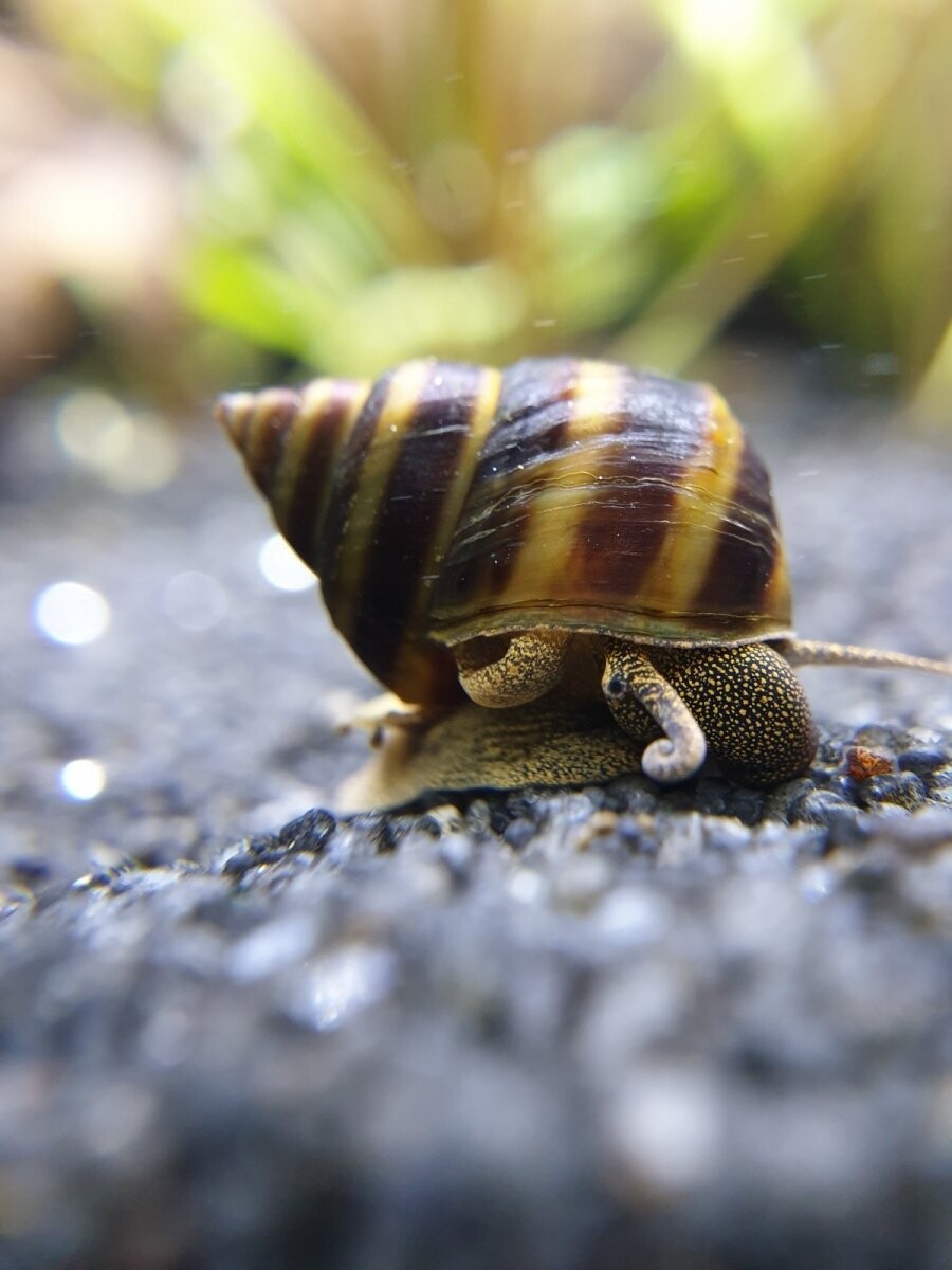 Pianoschnecke / Pinselalgen-Schnecke - Taia naticoides