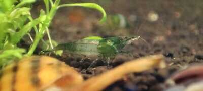 green Rili Garnele - Neocaridina davidi green Rili Garnele - Neocaridina davidi "green Rili"