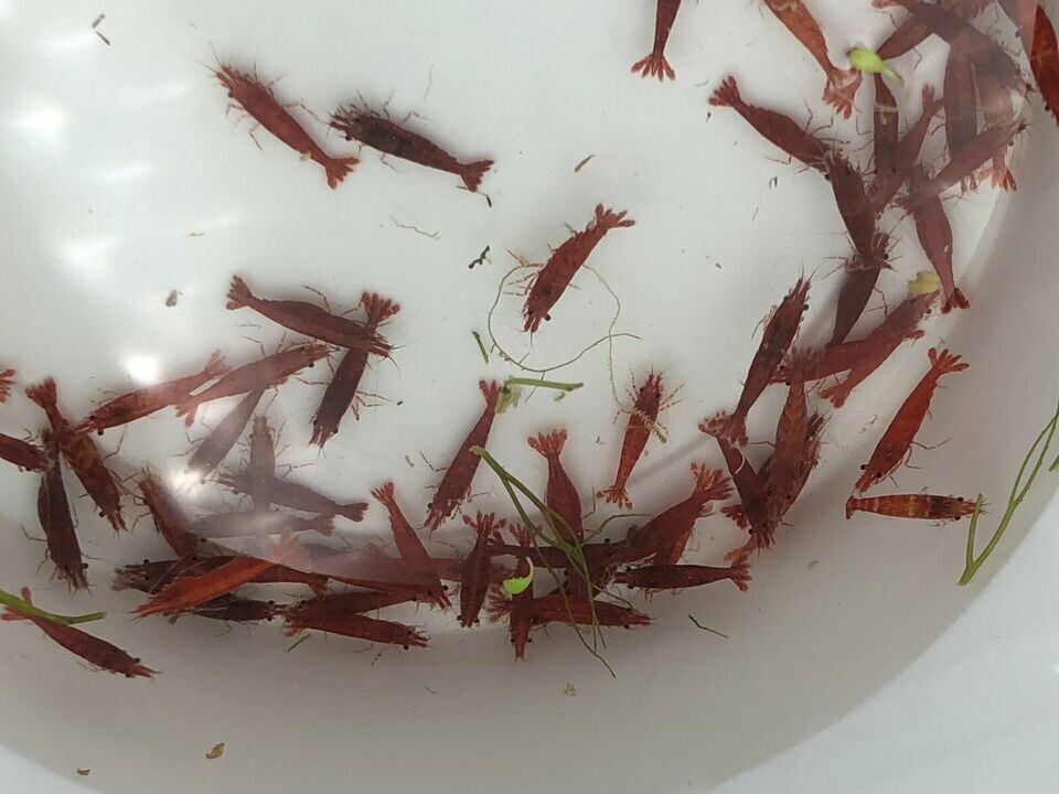Red Sakura Garnele - Grade "B"- Neocardina davidi "Red"