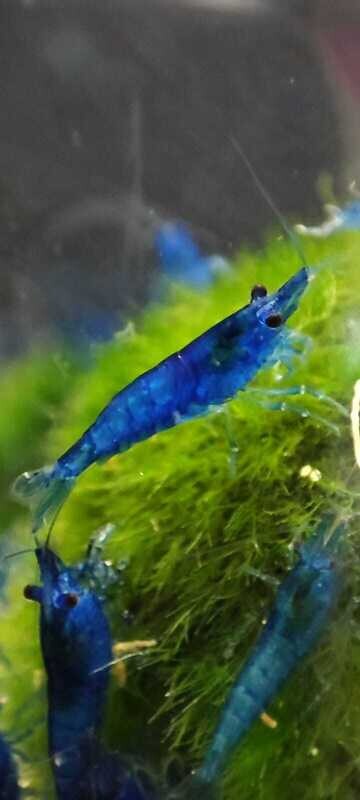 Blue Dream Garnele - Blue Dream Garnele - "B" Grade - Neocaridina davidi