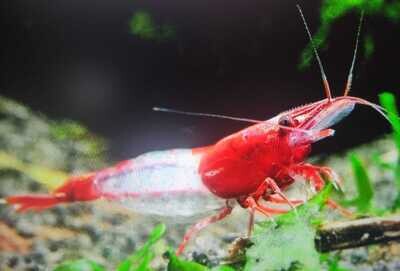 Red Rili Garnele - "A" Grade - Neocaridina davidi "Red Rili"