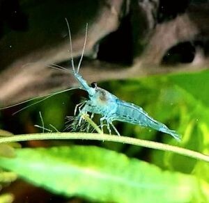 Blue Jelly Garnele - Neocaridina davidi