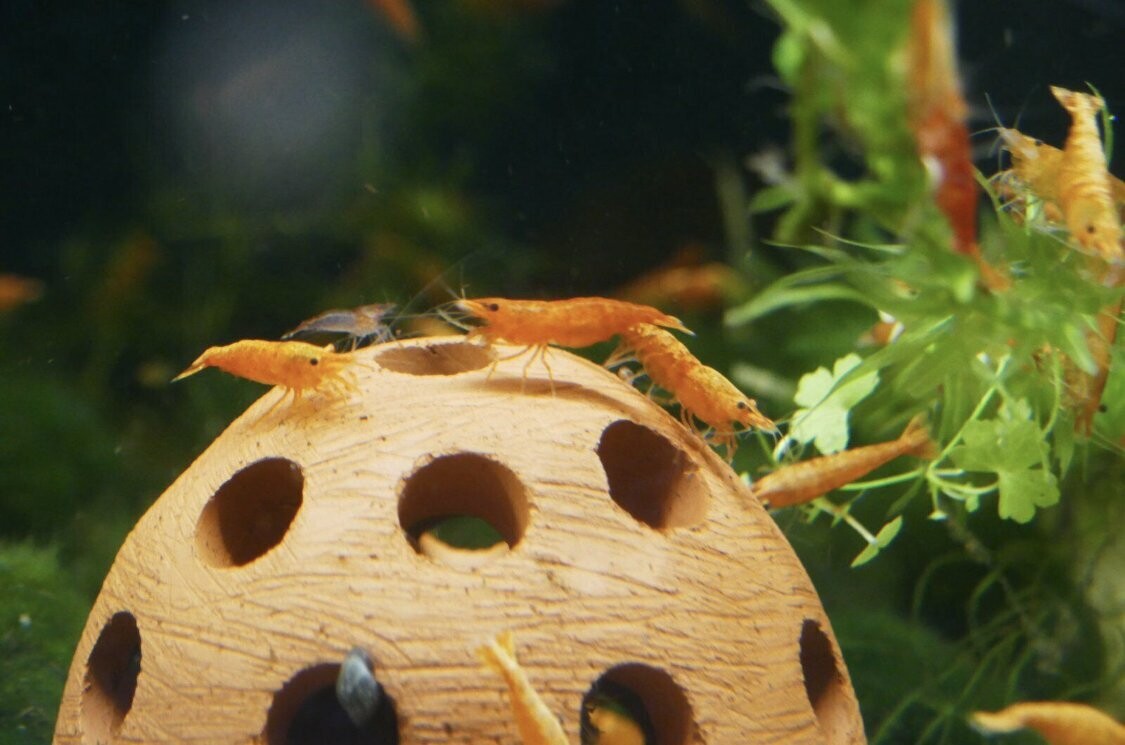 Orange Sakura - "B" Grade - Neocaridina davidi "Orange"