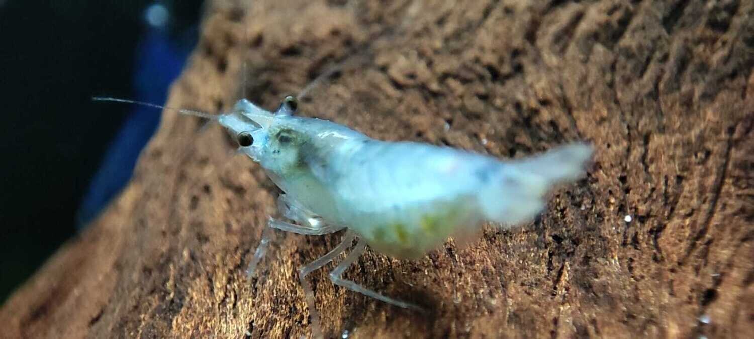 Blue Jelly Garnele - "B" Grade - Neocaridina davidi