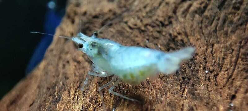 Blue Jelly Garnele - Blue Jelly Garnele - "B" Grade - Neocaridina davidi