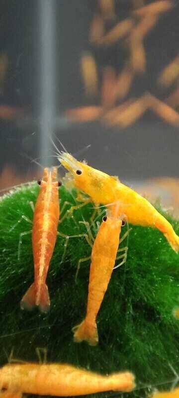 Orange Sakura - "A" Grade - Neocaridina davidi "Orange"