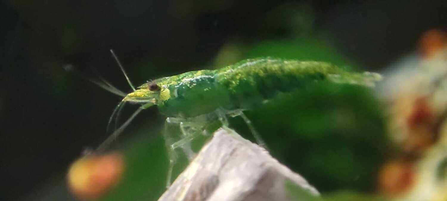 Green Jade Garnele - Neocaridina davidi