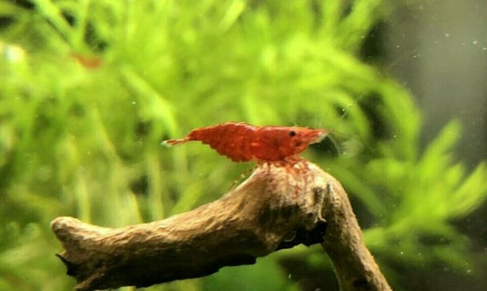 Red Fire Garnele - Neocardina davidi "Red"