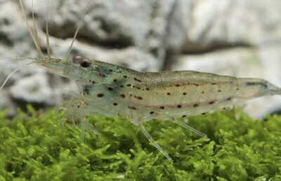 Amanogarnele - Größe Amanogarnele - Größe "S" - Caridina multidentata