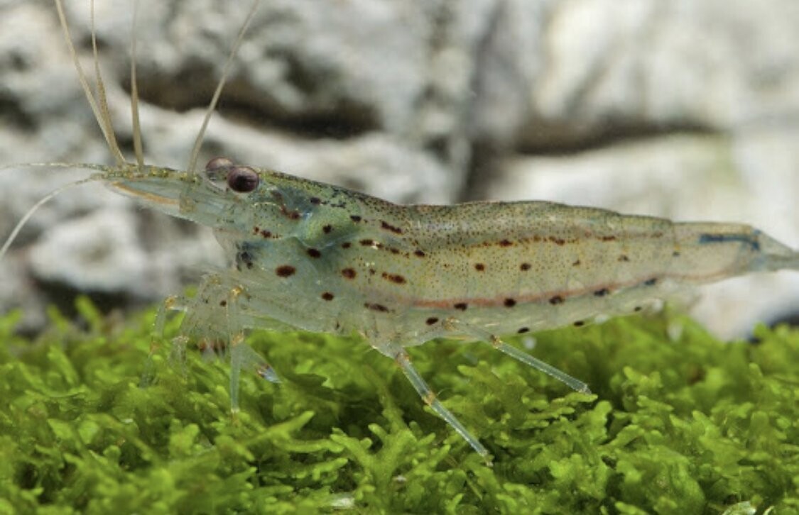 Amanogarnele - Größe "M" -Caridina multidentata