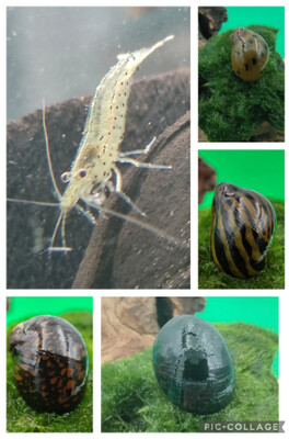 5 x Amano & Schnecken Mix 5 x Amano & Schnecken Mix
