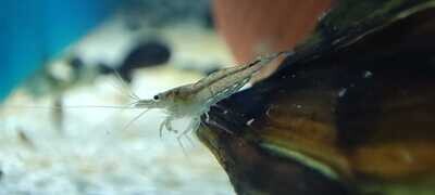 Sulawesi Algengarnele Sulawesi Algengarnele