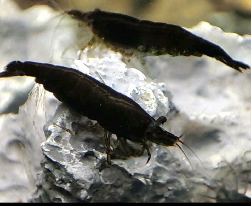 Black Sakura Garnele - Neocaridina davidi
