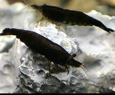 Black Sakura Garnele - Neocaridina davidi Black Sakura Garnele - Neocaridina davidi