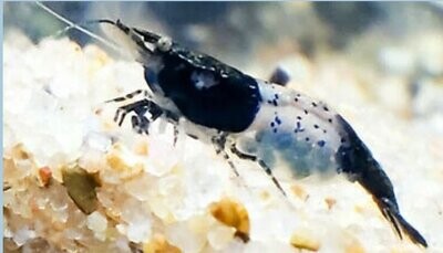 carbon Rilli Garnele, Neocaridina davidi carbon Rilli Garnele, Neocaridina davidi "carbon Rili"