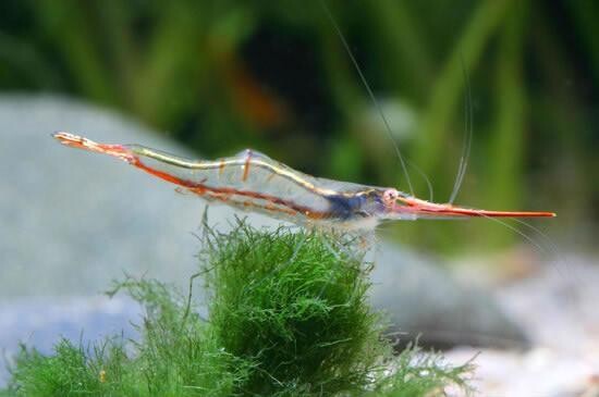 Rote Nashorngarnele, Caridina gracilirostris