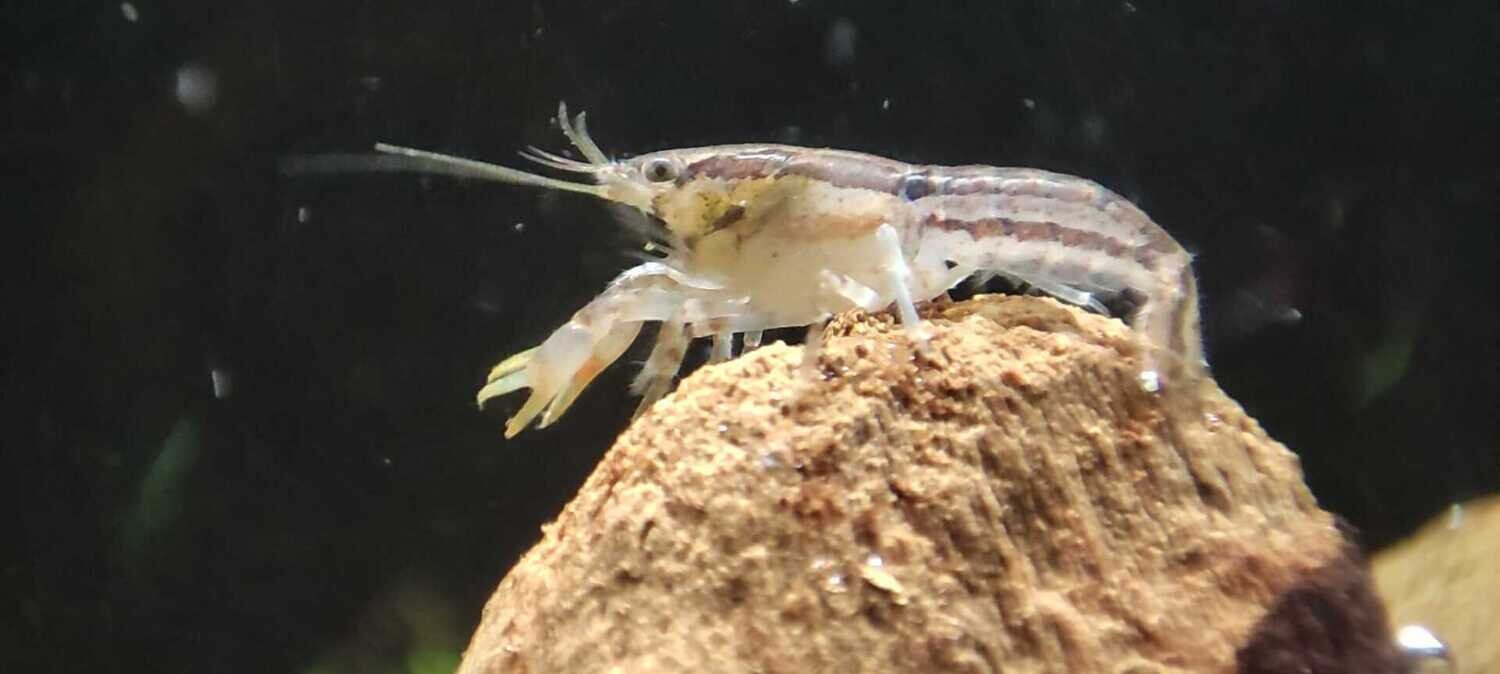 Zwergkrebs Cambarellus diminutus