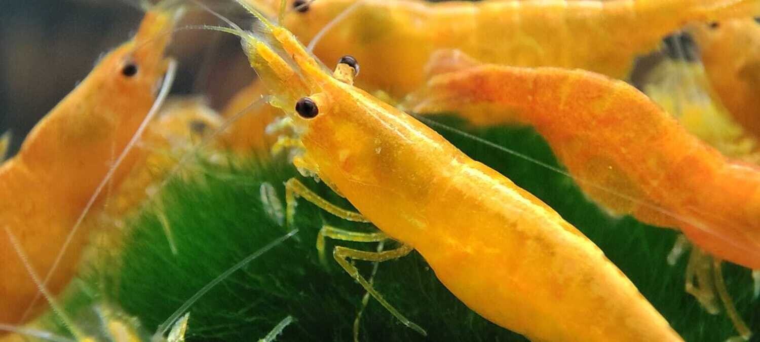 200 Stück Orange Sakura - Sunkist Garnele - Neocaridina davidi "Orange"