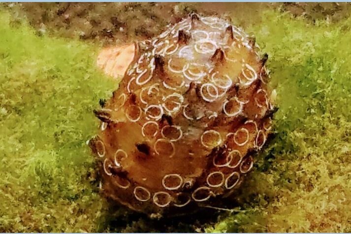 Neritina juttingae