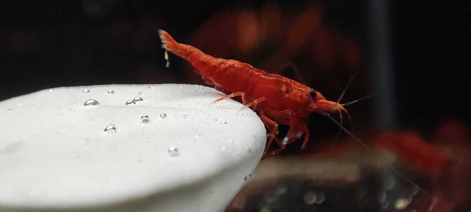 200 Stück Red Sakura Garnele - Neocardina davidi "Red"