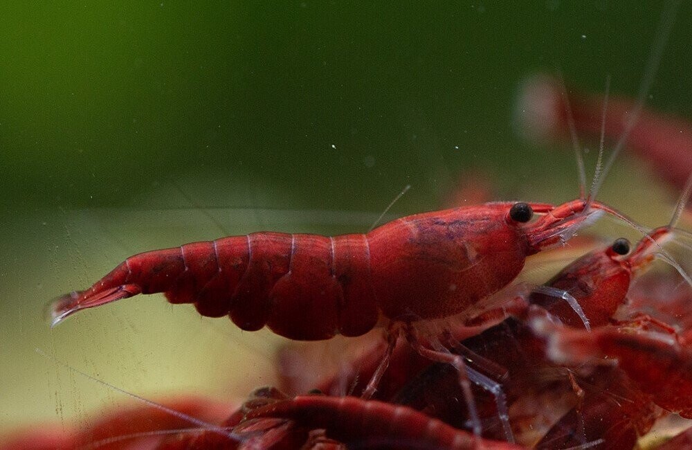200 St. Bloody Mary Garnele - Neocaridina davidi