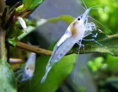 White Pearl Garnele - Weißperlengarnele - Neocaridina palmata White Pearl Garnele - Weißperlengarnele - Neocaridina palmata "White"