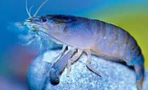 Atya gabonensis ca.35 cm; Blaue Monsterfächergarnele