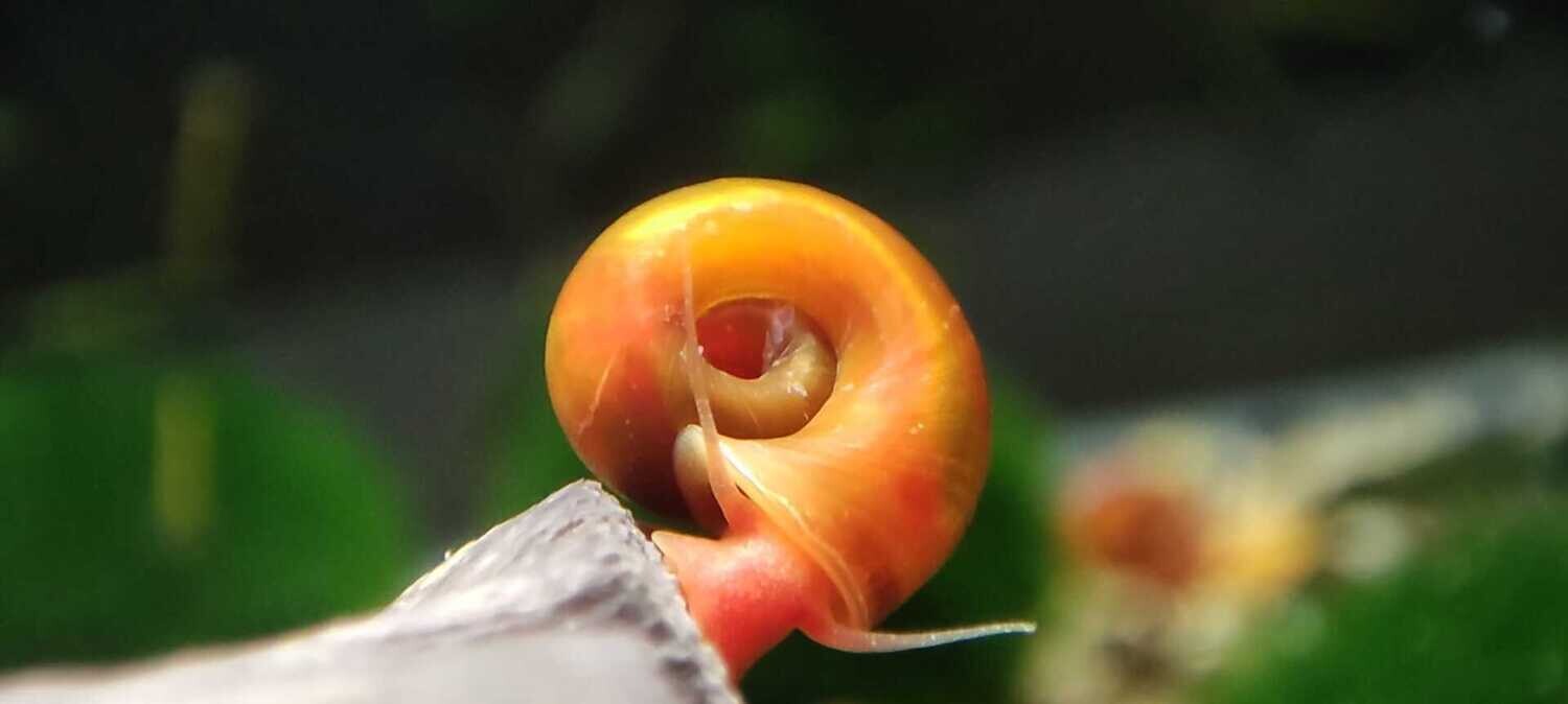 Posthorn Schnecke "Rot-Orange"