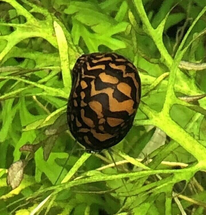 Mosaik & Batik Rennschnecken